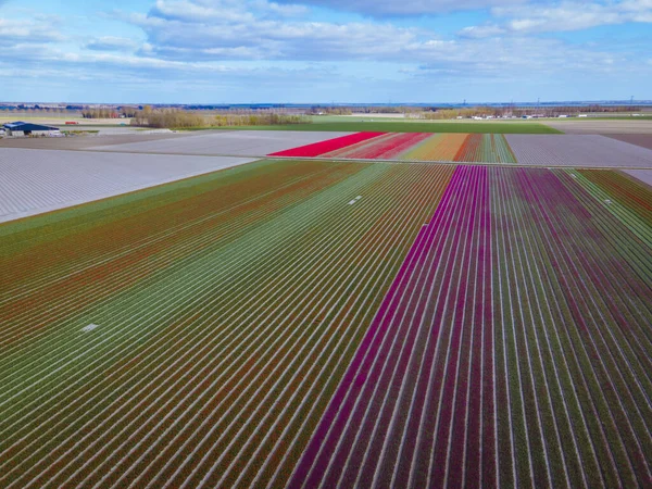 Aerial view of bulb-fields in springtime, colorful tulip fields in the Netherlands Flevoland during Spring — Stock Photo, Image