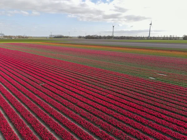 春の球根畑の空中風景、春のオランダのカラフルなチューリップ畑 — ストック写真