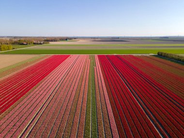 Hollanda 'daki lale tarlası, Flevoland Noordoostpolder Hollanda' daki renkli lale tarlaları, Hollanda Baharı manzarası