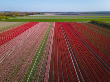 Hollanda 'daki lale tarlası, Flevoland Noordoostpolder Hollanda' daki renkli lale tarlaları, Hollanda Baharı manzarası