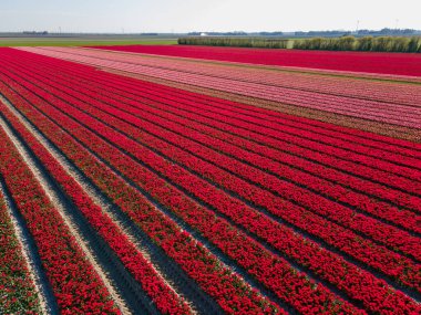 Hollanda 'daki lale tarlası, Flevoland Noordoostpolder Hollanda' daki renkli lale tarlaları, Hollanda Baharı manzarası