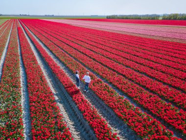 Hollanda 'daki lale tarlası, Flevoland Noordoostpolder Hollanda' daki renkli lale tarlaları, Hollanda Baharı manzarası