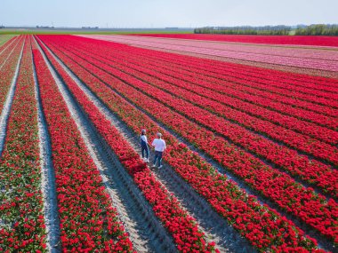 Hollanda 'daki lale tarlası, Flevoland Noordoostpolder Hollanda' daki renkli lale tarlaları, Hollanda Baharı manzarası