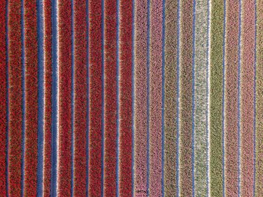 Hollanda 'daki lale tarlası, Flevoland Noordoostpolder Hollanda' daki renkli lale tarlaları, Hollanda Baharı manzarası