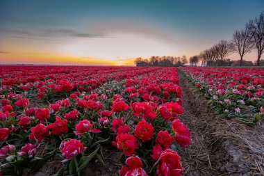 Hollanda 'daki lale tarlası, Flevoland Noordoostpolder Hollanda' daki renkli lale tarlaları, Hollanda Baharı manzarası