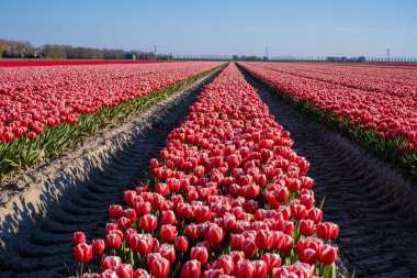 Hollanda 'daki lale tarlası, Flevoland Noordoostpolder Hollanda' daki renkli lale tarlaları, Hollanda Baharı manzarası