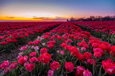 Hollanda 'daki lale tarlası, Flevoland Noordoostpolder Hollanda' daki renkli lale tarlaları, Hollanda Baharı manzarası