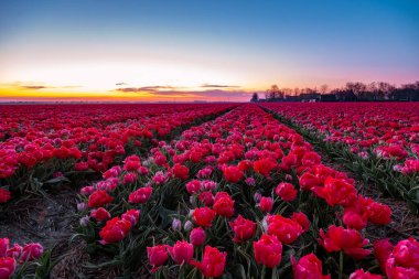 Hollanda 'daki lale tarlası, Flevoland Noordoostpolder Hollanda' daki renkli lale tarlaları, Hollanda Baharı manzarası