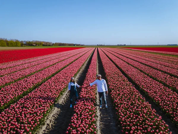 Поле тюльпанов в Нидерландах, цветущие поля тюльпанов во Флеволанд Нордопольд Голландия, виды голландской весны — стоковое фото