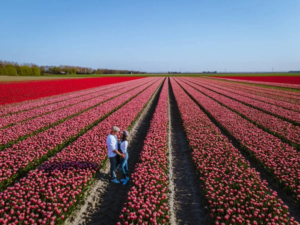 Hollanda 'daki lale tarlası, Flevoland Noordoostpolder Hollanda' daki renkli lale tarlaları, Hollanda Baharı manzarası — Stok fotoğraf