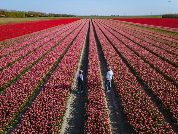 Campo de tulipanes en los Países Bajos, coloridos campos de tulipanes en Flevoland Noordoostpolder Holanda, vistas de la primavera holandesa — Foto de Stock