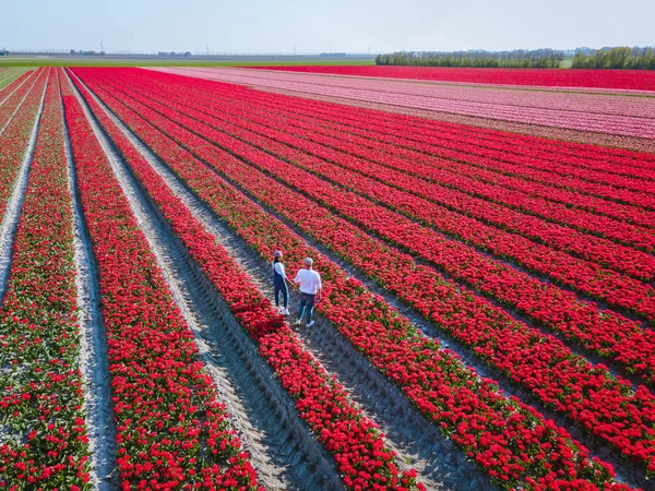 Hollanda 'daki lale tarlası, Flevoland Noordoostpolder Hollanda' daki renkli lale tarlaları, Hollanda Baharı manzarası — Stok fotoğraf