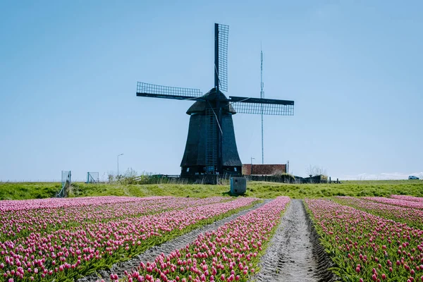 Tulip field in The Netherlands, colorful tulip fields in Flevoland Noordoostpolder Holland, Dutch Spring views — Stock Photo, Image