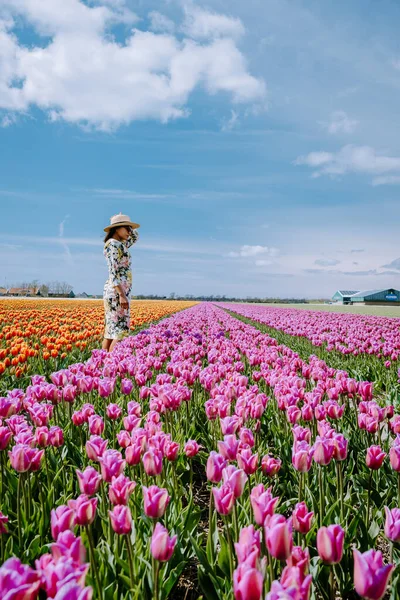 Hollanda 'daki lale tarlası, Flevoland Noordoostpolder Hollanda' daki renkli lale tarlaları, Hollanda Baharı manzarası — Stok fotoğraf
