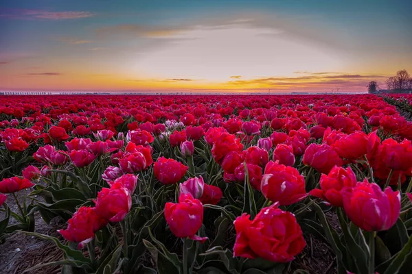 Tulipánové pole v Nizozemsku, barevná tulipánová pole ve Flevolandu Noordoostpolder Holland, holandské jarní výhledy — Stock fotografie