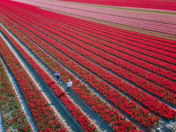 Campo de tulipanes en los Países Bajos, coloridos campos de tulipanes en Flevoland Noordoostpolder Holanda, vistas de la primavera holandesa — Foto de Stock