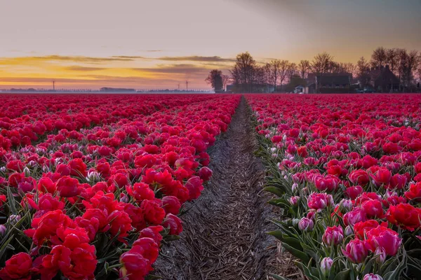 Tulipánové pole v Nizozemsku, barevná tulipánová pole ve Flevolandu Noordoostpolder Holland, holandské jarní výhledy — Stock fotografie