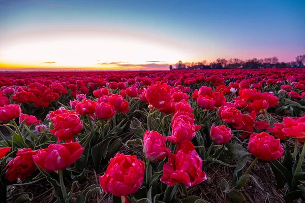 Tulpenfeld in den Niederlanden, bunte Tulpenfelder in Flevoland Noordoostpolder Holland, Dutch Spring views — Stockfoto