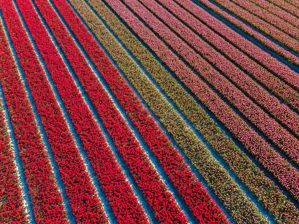Campo de tulipas nos Países Baixos, campos de tulipas coloridos em Flevoland Noordoostpolder Holland, vistas holandesas da primavera — Fotografia de Stock