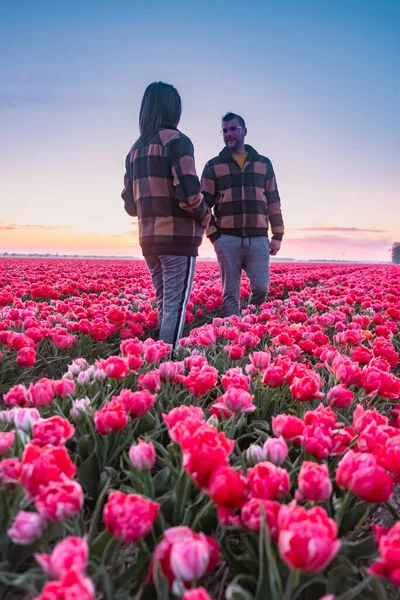 Tulip field in The Netherlands, colorful tulip fields in Flevoland Noordoostpolder Holland, Dutch Spring views — Stock Photo, Image