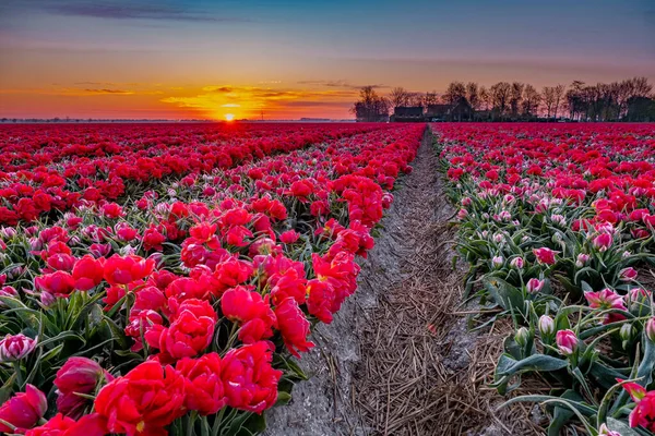 Tulpenfeld in den Niederlanden, bunte Tulpenfelder in Flevoland Noordoostpolder Holland, Dutch Spring views — Stockfoto