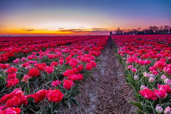 Tulipánové pole v Nizozemsku, barevná tulipánová pole ve Flevolandu Noordoostpolder Holland, holandské jarní výhledy — Stock fotografie