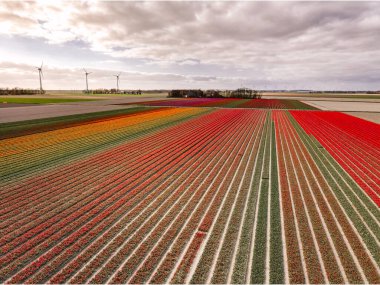 Hollanda 'daki lale tarlası, Flevoland Noordoostpolder Hollanda' daki renkli lale tarlaları, Hollanda Baharı manzarası