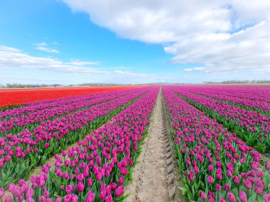 Hollanda 'daki lale tarlası, Flevoland Noordoostpolder Hollanda' daki renkli lale tarlaları, Hollanda Baharı manzarası
