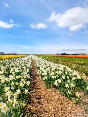 Hollanda 'daki lale tarlası, Flevoland Noordoostpolder Hollanda' daki renkli lale tarlaları, Hollanda Baharı manzarası