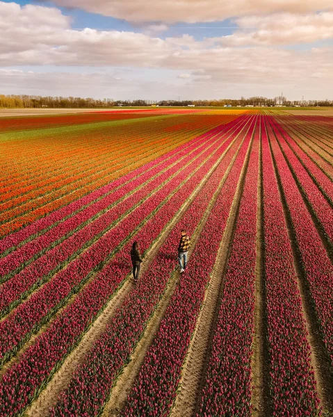 Campo de tulipanes en los Países Bajos, coloridos campos de tulipanes en Flevoland Noordoostpolder Holanda, vistas de la primavera holandesa — Foto de Stock