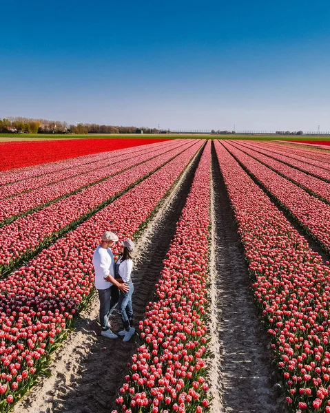 Поле тюльпанов в Нидерландах, цветущие поля тюльпанов во Флеволанд Нордопольд Голландия, виды голландской весны — стоковое фото