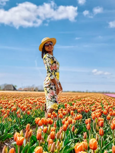 Hollanda 'daki lale tarlası, Flevoland Noordoostpolder Hollanda' daki renkli lale tarlaları, Hollanda Baharı manzarası — Stok fotoğraf