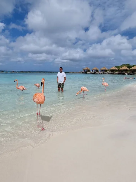 Aruba strand rózsaszín flamingókkal a strandon, flamingó a strandon Aruba sziget Karib-tenger — Stock Fotó