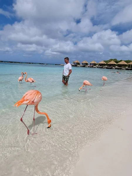 Aruba beach with pink flamingos at the beach, flamingo at the beach in Aruba Island Caribbean — Stock Photo, Image