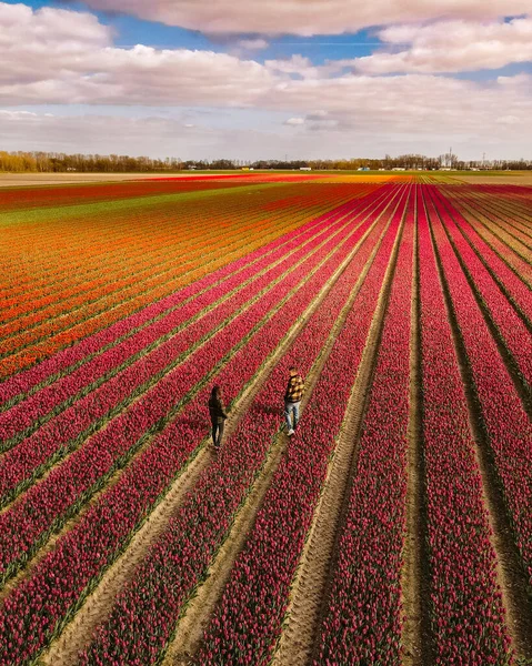 Campo de tulipanes en los Países Bajos, coloridos campos de tulipanes en Flevoland Noordoostpolder Holanda, vistas de la primavera holandesa — Foto de Stock