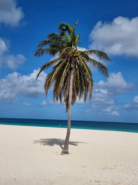 Palm beach Aruba Caribbean, white long sandy beach with palm trees at Aruba — Stock Photo, Image