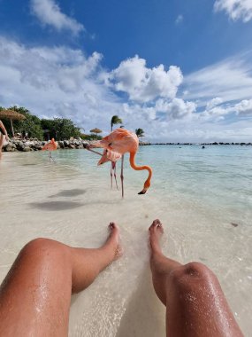 Plajda pembe flamingolu Aruba plajı, Aruba Adası Karayiplerinde flamingo.