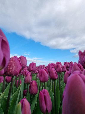Hollanda 'daki lale tarlası, Flevoland Noordoostpolder Hollanda' daki renkli lale tarlaları, Hollanda Baharı manzarası