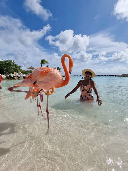 ビーチでピンクのフラミンゴを持つアルバビーチ、アルバ島のビーチでフラミンゴカリブ海 — ストック写真