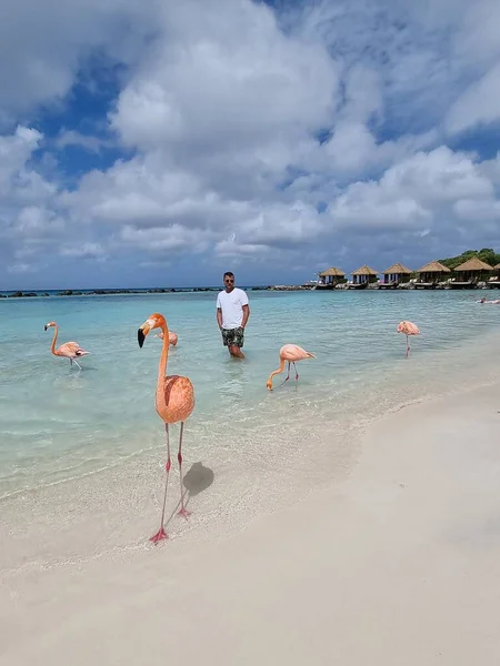 Aruba strand rózsaszín flamingókkal a strandon, flamingó a strandon Aruba sziget Karib-tenger — Stock Fotó