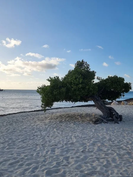 Divi Dive Trees on the shoreline of Eagle Beach in Aruba — Stock Photo, Image