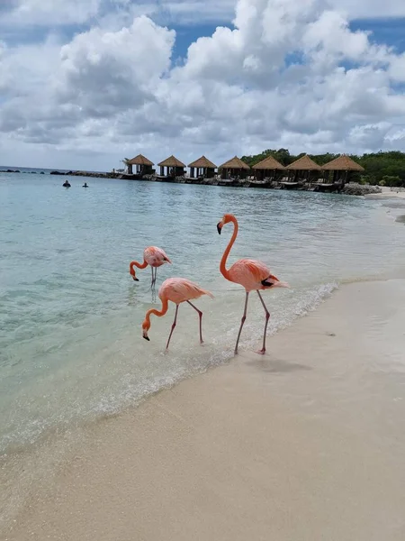 Aruba beach with pink flamingos at the beach, flamingo at the beach in Aruba Island Caribbean — Stock Photo, Image