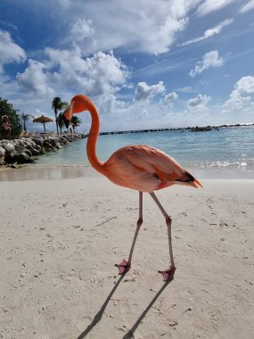 Aruba beach with pink flamingos at the beach, flamingo at the beach in Aruba Island Caribbean clipart