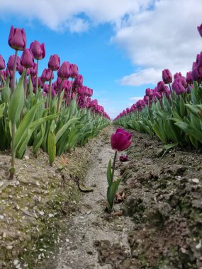 Hollanda 'daki lale tarlası, Flevoland Noordoostpolder Hollanda' daki renkli lale tarlaları, Hollanda Baharı manzarası