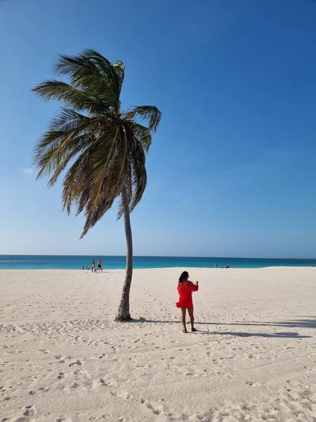 パームビーチアルバカリブ海、アルバのヤシの木と白い長い砂浜 — ストック写真