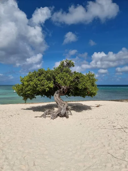 Divi Dive Trees ved Eagle Beach i Aruba – stockfoto