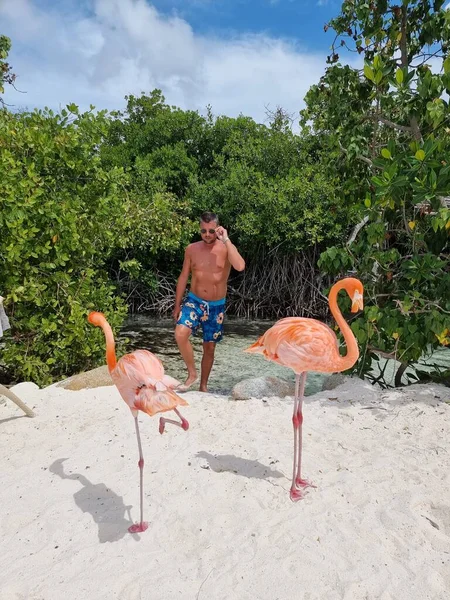 Aruba strand rózsaszín flamingókkal a strandon, flamingó a strandon Aruba sziget Karib-tenger — Stock Fotó