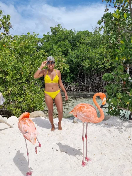 Aruba strand rózsaszín flamingókkal a strandon, flamingó a strandon Aruba sziget Karib-tenger — Stock Fotó