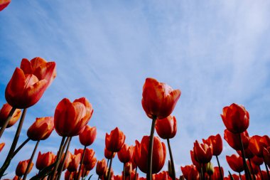 Hollanda 'daki lale tarlası, Flevoland Noordoostpolder Hollanda' daki renkli lale tarlaları, Hollanda Baharı manzarası