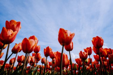 Hollanda 'daki lale tarlası, Flevoland Noordoostpolder Hollanda' daki renkli lale tarlaları, Hollanda Baharı manzarası